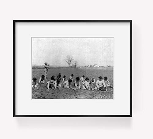 INFINITE fotografije Foto: Carlisle Indijska škola,dječaci kopanje,krompir,polje,Poljoprivreda,Pensilvanija,1901
