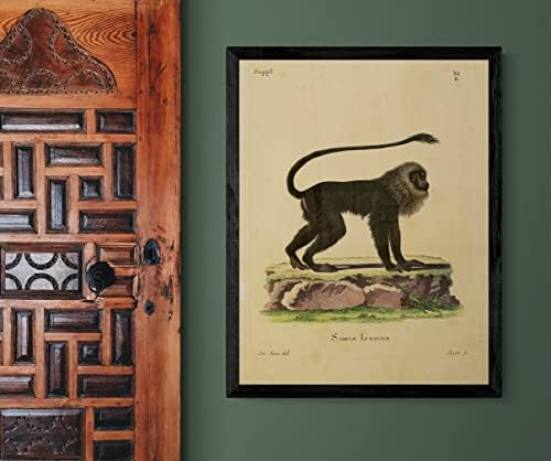 Brown Plantled Tamarin Primate Monkey Vintage Wildlife Classroom Office Decor zoologija Starična