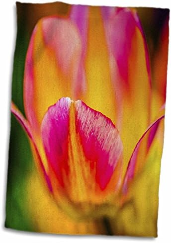 3drose očaravajuće tulipane - pogled na zatvaranje cvjetne ljepote - ručnici