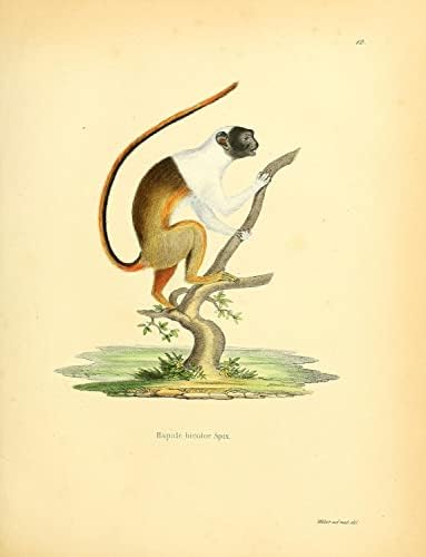 Pied Tamarin Primate Monkey Vintage Wildlife učionica ured Decor Zoologija Antique Illustration Fine Art Print