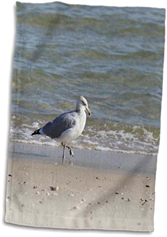 3Droza Bob Molchan Fotografija - Životinje - Seagull Traženje pijeska - ručnici