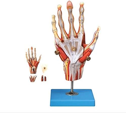 Fhuili Palm anatomski Model-obrazovni Model ručni mišić i Model krvnih sudova - ručni mišić