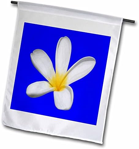 3Droza Taiche - Fotografija - Plumeria - jednobojni plumeria cvjetni izolirani - zastava