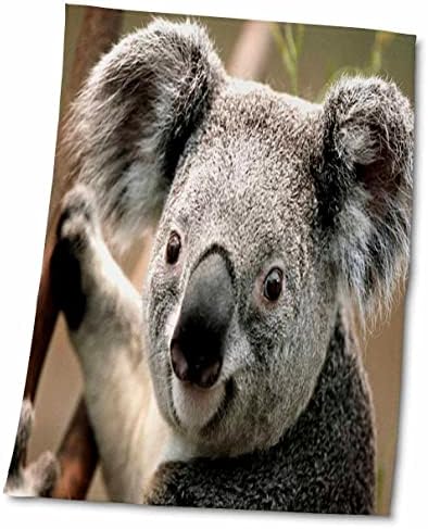 3droze cvjetni životinje - koala medvjedi izbliza - ručnici
