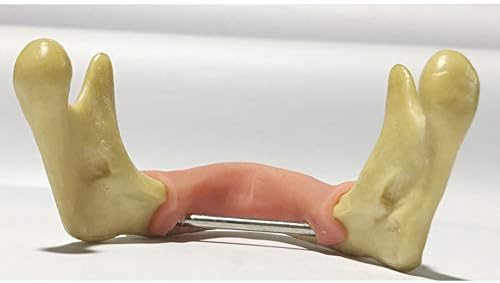 LEMITA Obrazovanje Model zuba - zubi Anatomski model Zubni model zuba - Zubi Model Brada za učenje demonstracija
