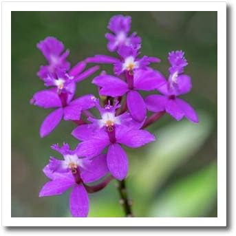3Droza Danita Delimont - Cvijet - orhideja, epidendrum - glačalo na transferima topline